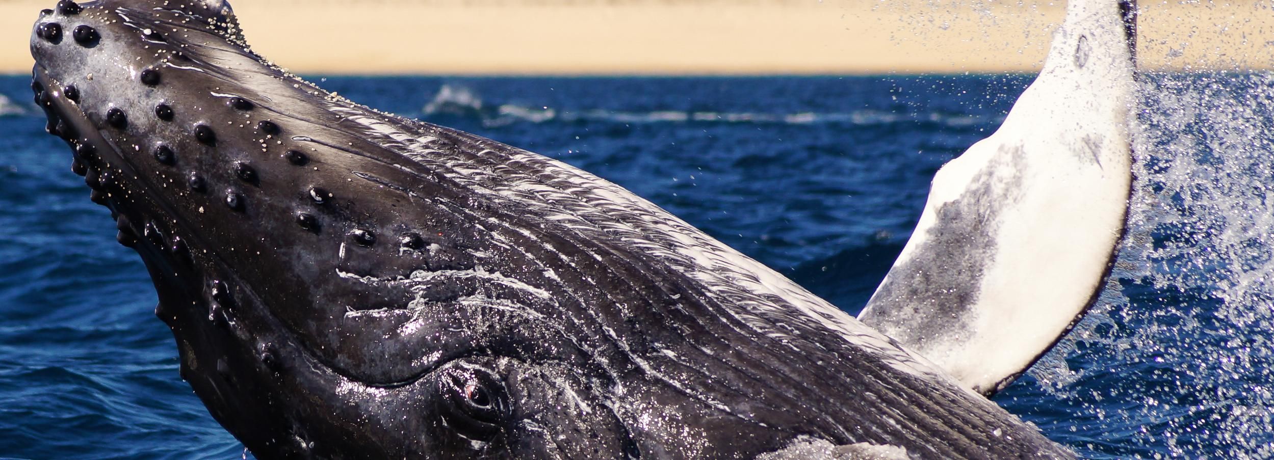 Cabo San Lucas: tour de 2,5h de avistamiento de ballenas