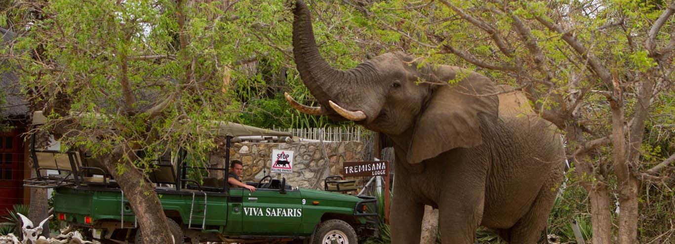 Johannesburg: 4-Tages-Safari im Kruger-Nationalpark