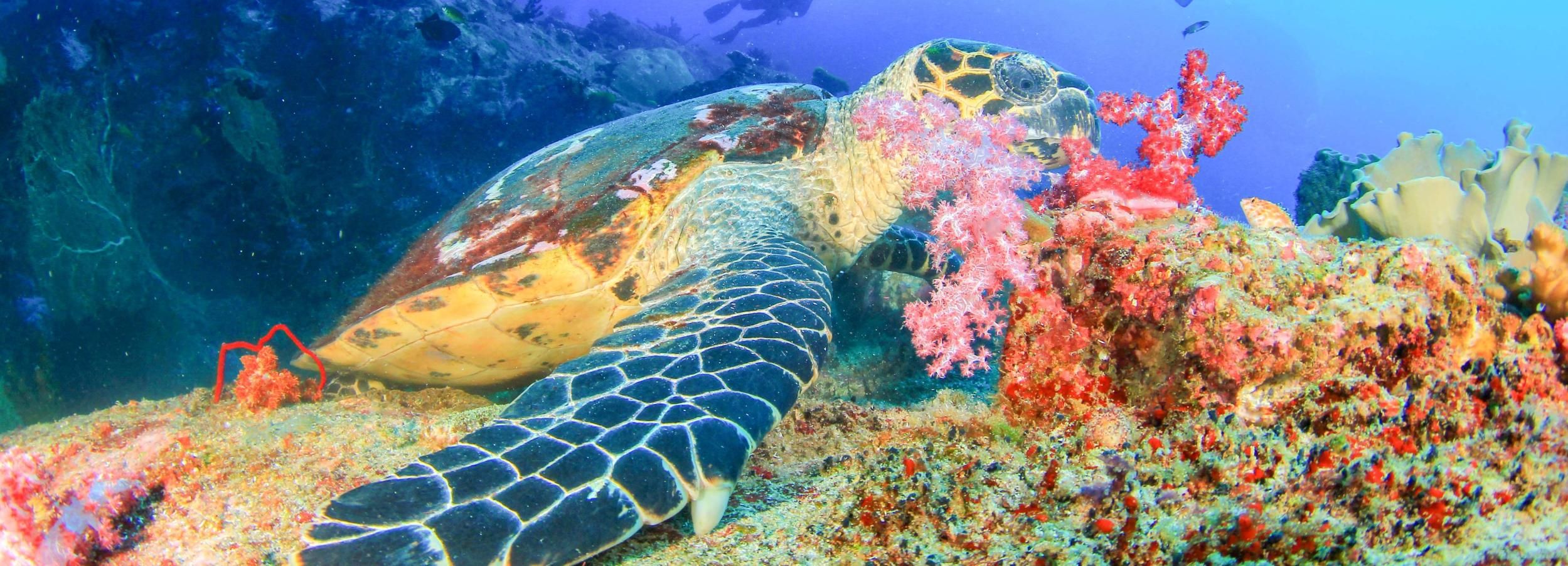 Bali: Padangbai Blue Lagoon Beginner's Dive Experience