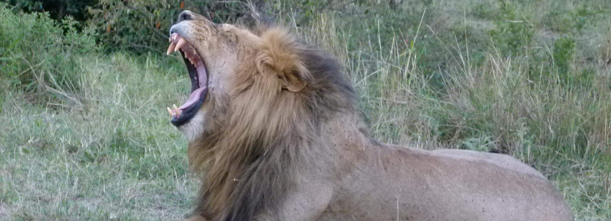 Nairobi National Park Full or Half-Day Tour with Guide