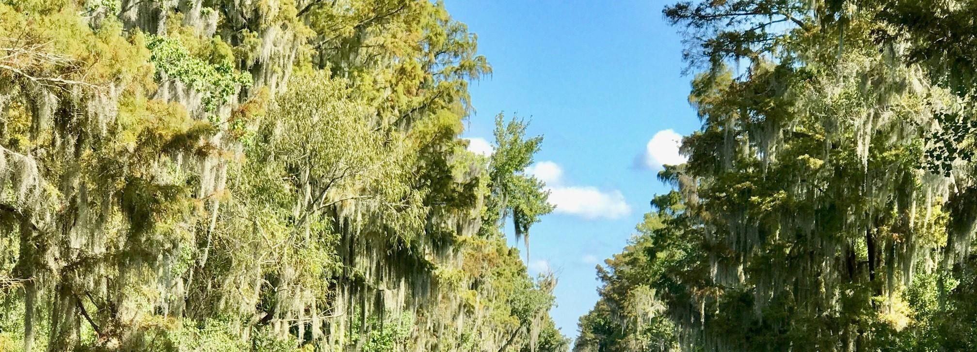 Tour por los pantanos del sur de Nueva Orleans con lancha