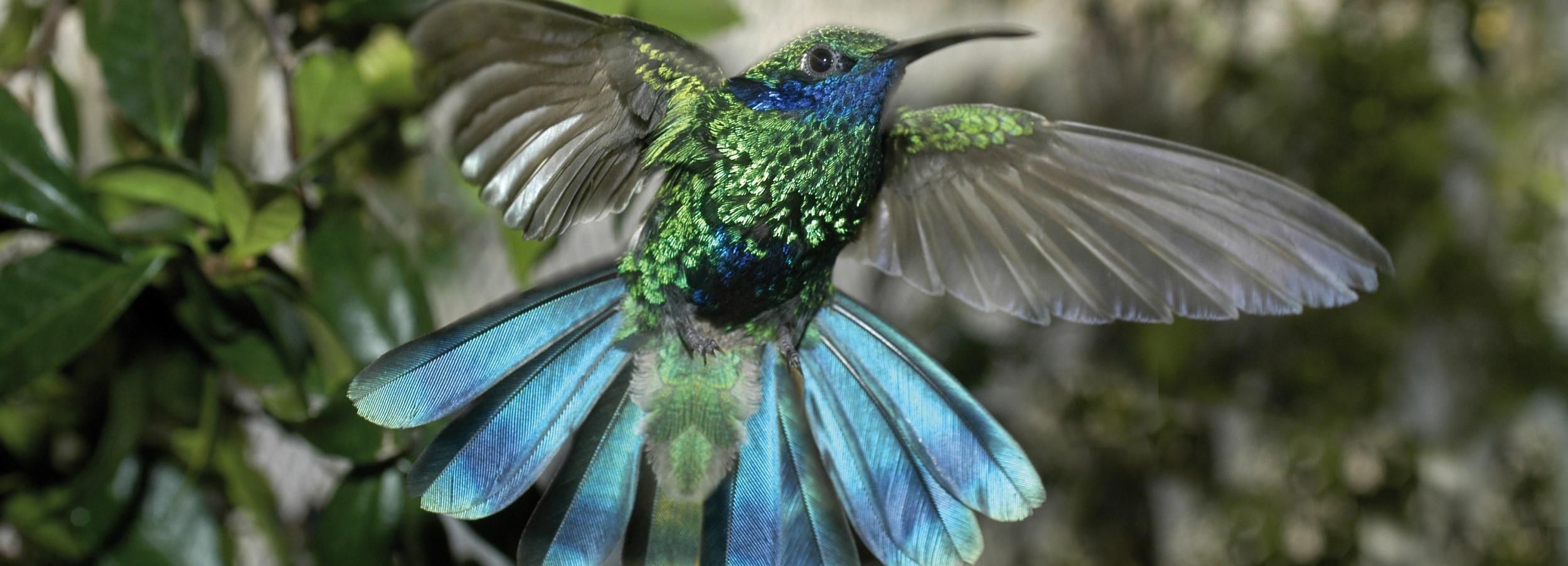 Gênova: ingresso para a Biosfera