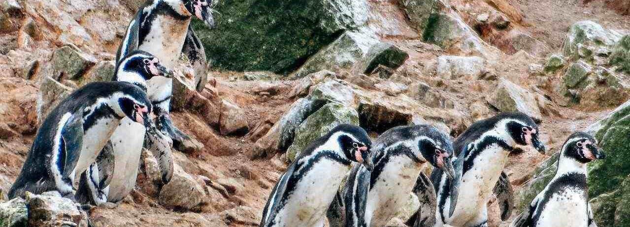 De Paracas: passeio de barco pela ilha Ballestas