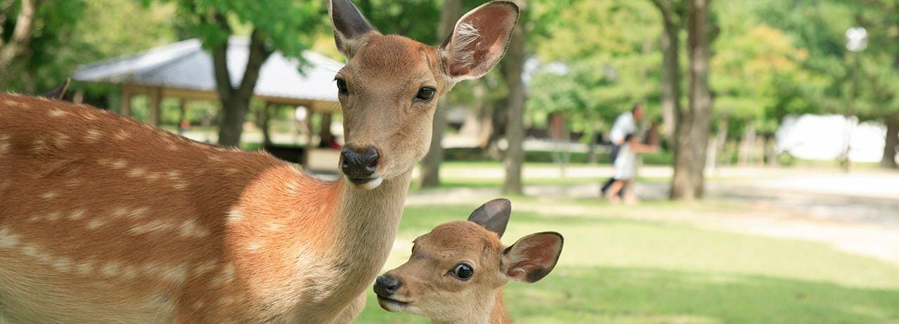 From Kyoto: Nara Heritage Half-Day Tour