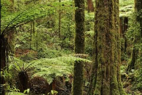 Rotorua: Ganztägige Wandertour im Whirinaki-Wald