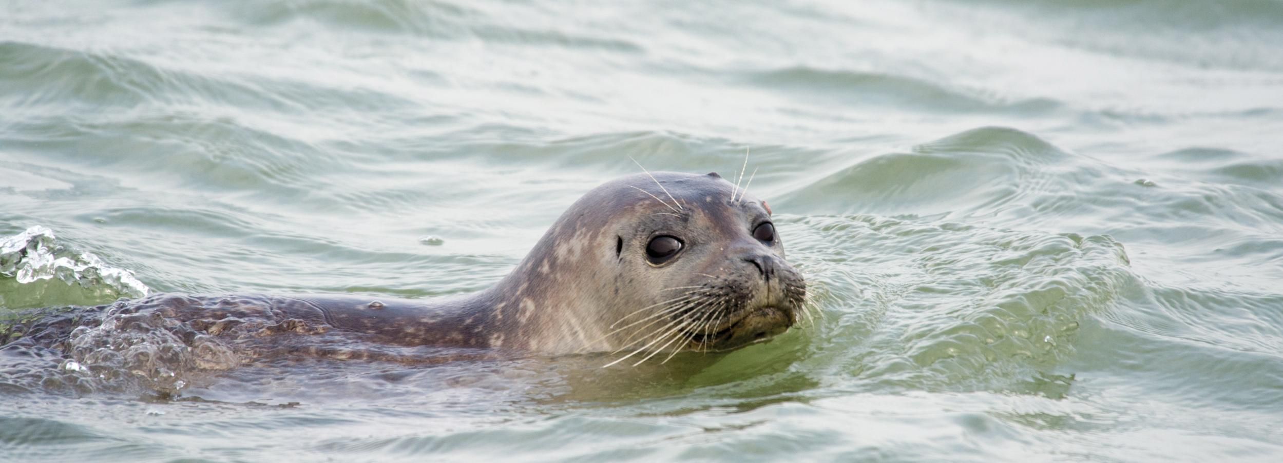 Cadzand: Seal Discovery Boat Tour