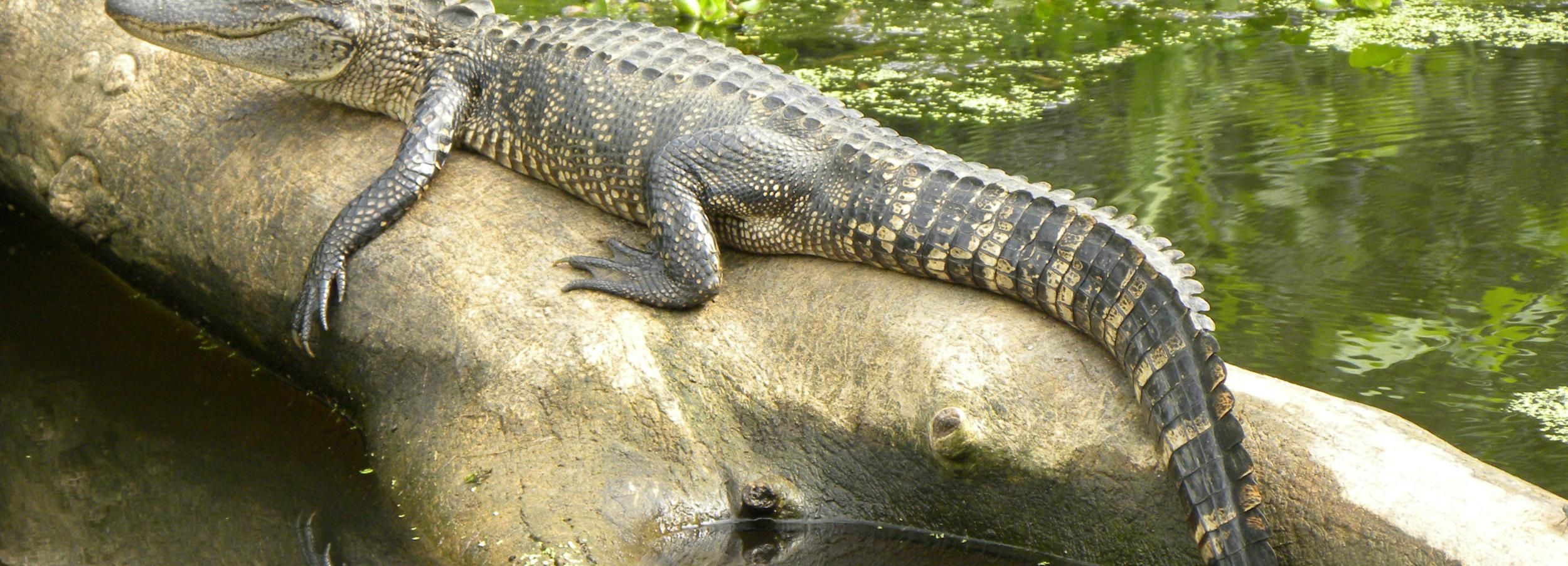 Tour de 2 horas por los pantanos de Luisiana