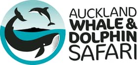Auckland Whale & Dolphin Safari