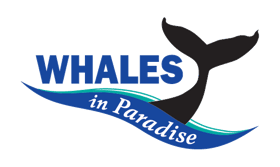 Sea World Cruises, Whales in Paradise