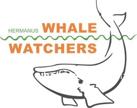 Hermanus Whale watchers
