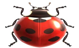 Beijing Ladybird International Travel