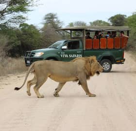 Viva Safaris