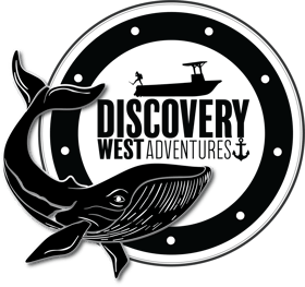 Discovery West Adventures