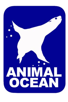 Animal Ocean Seal Snorkeling