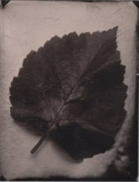 Alderleaf Artworks LLC