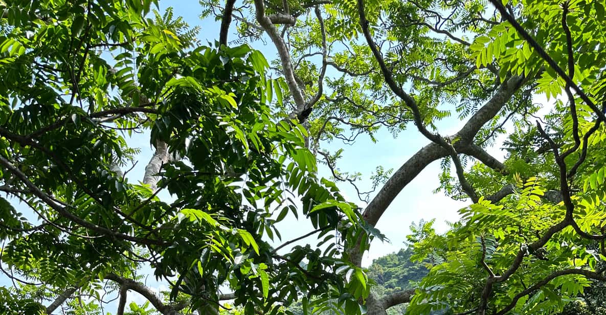 Kongai Tree Ko Samui: Tree Bridge Jungle Zipline and Waterfall Adventure | GetYourGuide