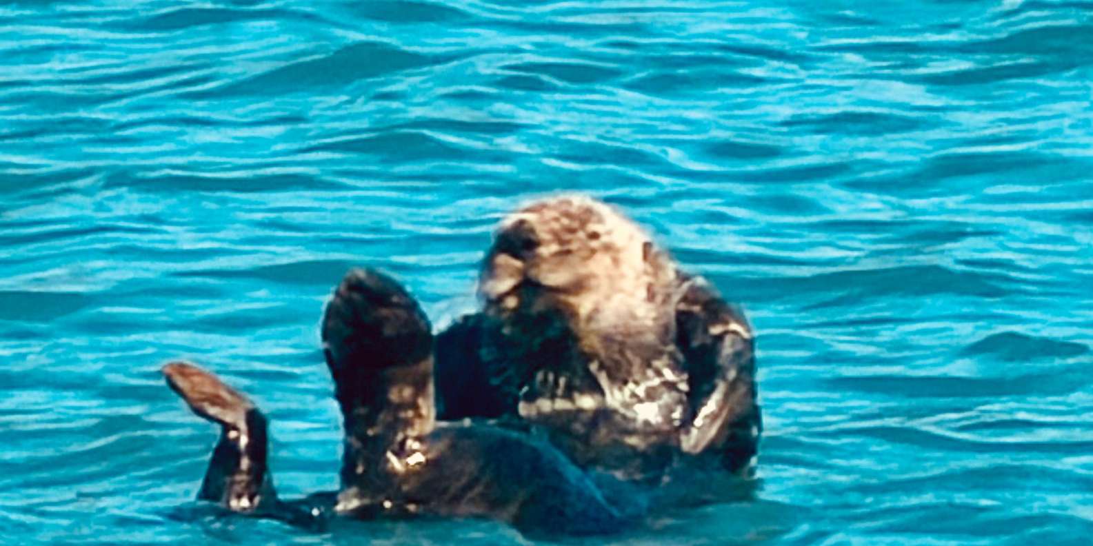 Guest photo from review