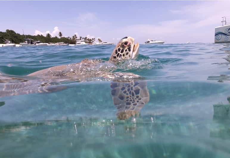 Fajardo: Catamaran Day Cruise to Palomino Island with Lunch