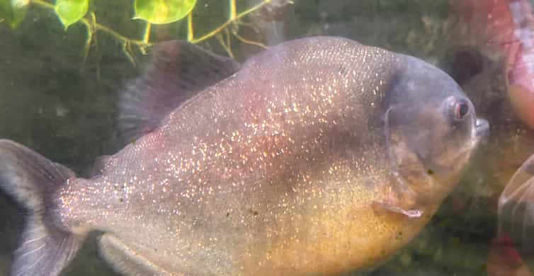 Kolaj