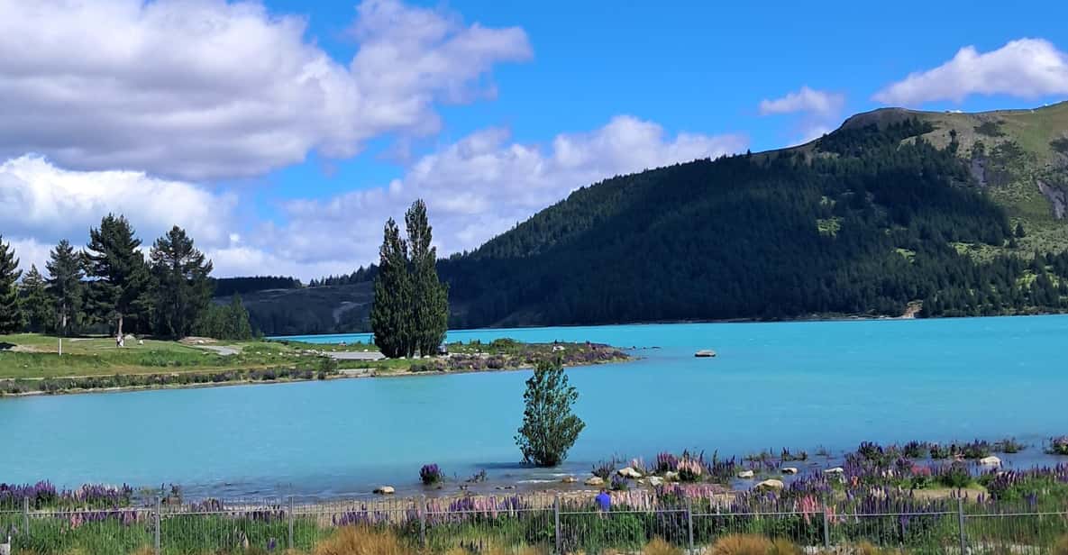Christchurch: Mt Cook & Tekapo Small-Group Tour (incl Lunch) | GetYourGuide