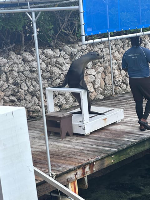 Nassau: Half-Day Guided Cay Cruise, Sea Life Watch & Snorkel