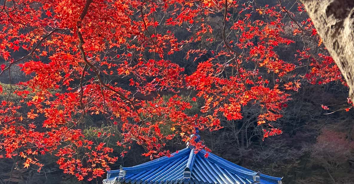 서울 가을 단풍 - 내장산 + 전주 한옥마을 | GetYourGuide