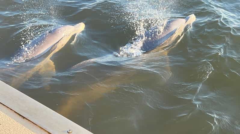 Savannah: Sunset Dolphin Watching Eco Tour by Boat - 2026