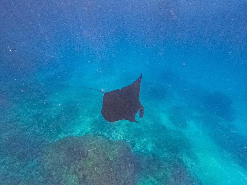 バリ島：ペニダ島でマンタと泳ぎましょう（オプションでランチと