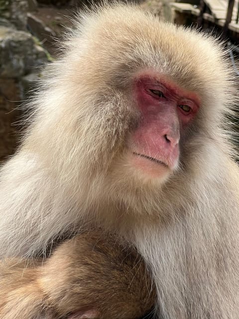 Nagano: 1-Day Snow Monkey & Cherry Blossom Tour in Spring