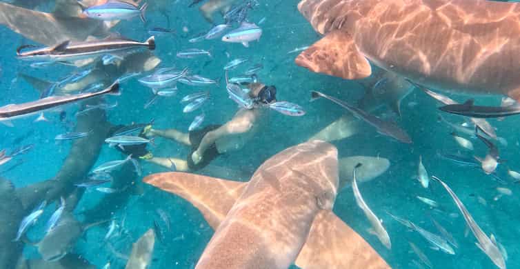 Maafushi: Nurse Sharks, Stingrays, Sand Bank and Dolphins