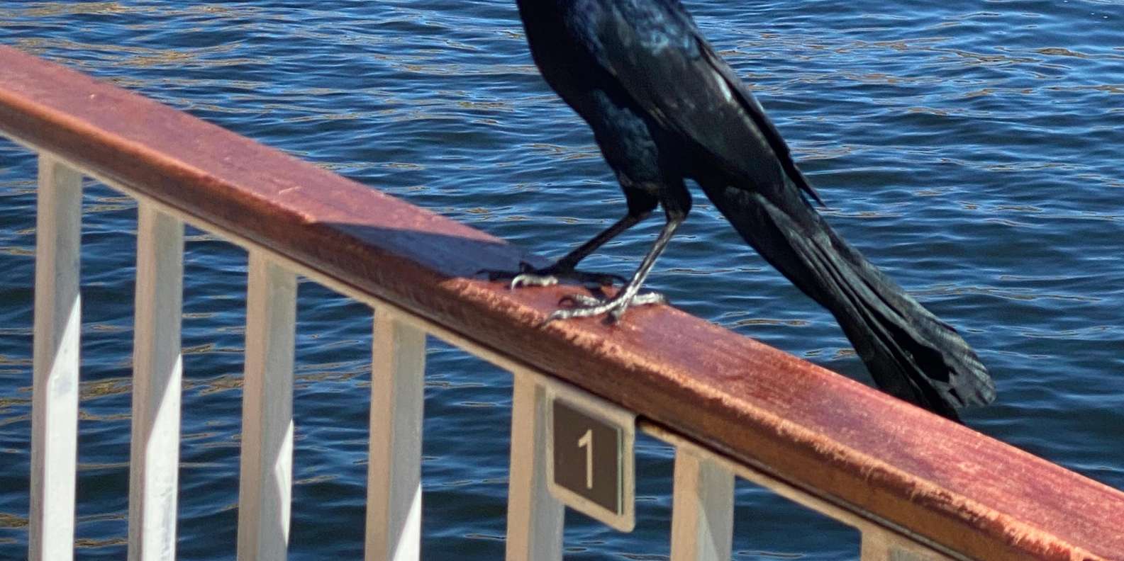 Guest photo from review