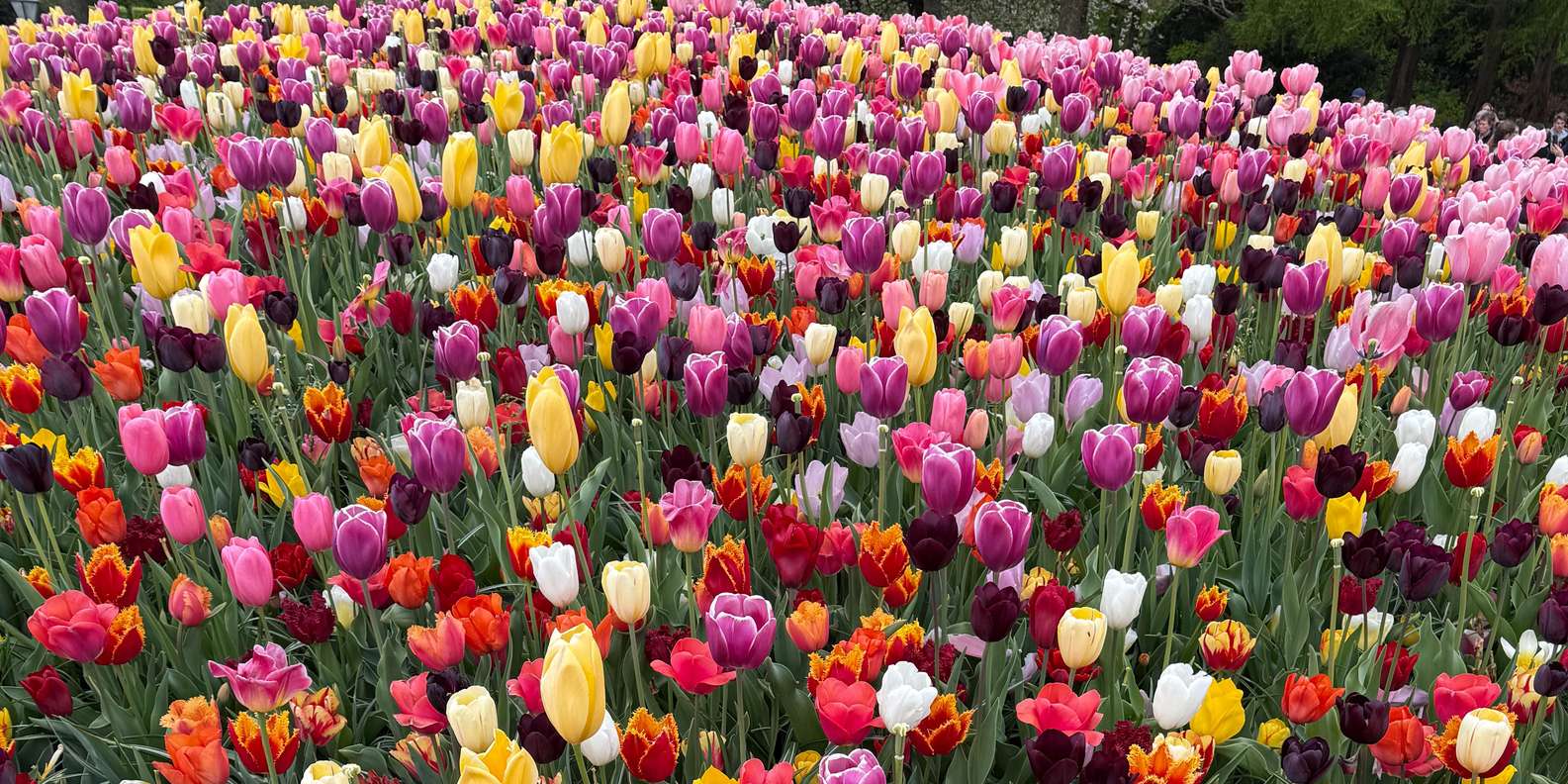 Guest photo from review