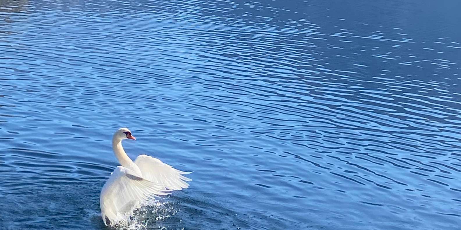 Guest photo from review