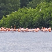 Caroni, tour della palude della fauna selvatica del Bird Sanctuary - Hizvo