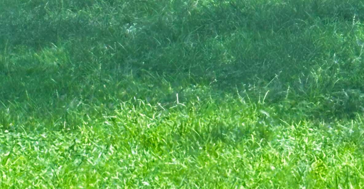 New Orleans: Audubon Zoo Ticket and Combination Option