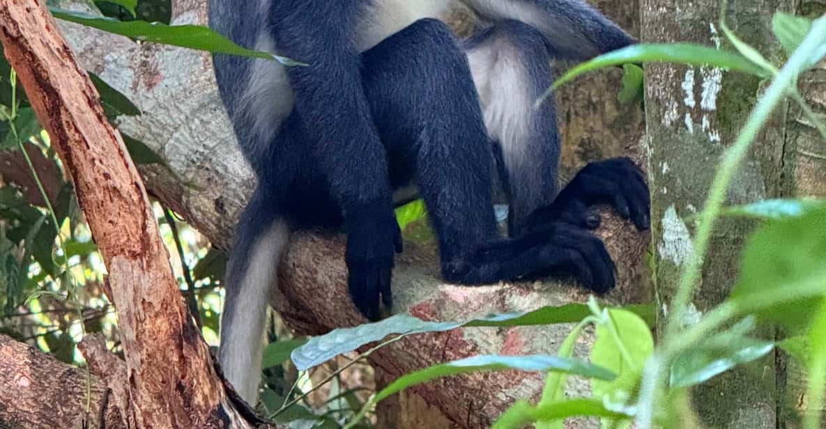 2 Tage 1 Nacht Orang-Utan-Trek Bukit Lawang - Hizvo