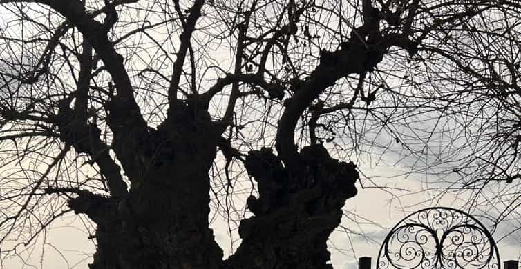 Tuscany by Vespa Full-Day Tour to Chianti Wine Region