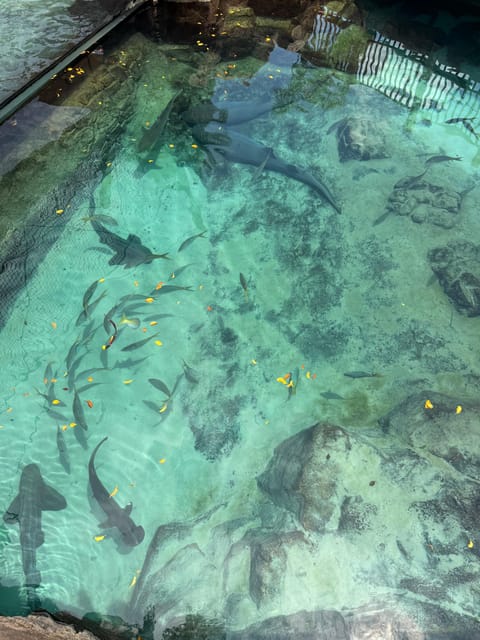 Orlando: Discovery Cove Admission Ticket & Additional Parks