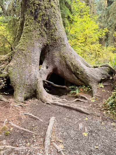 RALEIGH オリーブグリーン モッズコート ラリー ロック パンク Olympic National Park: Hoh Rain Forest and Rialto Beach Tour