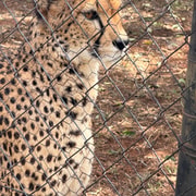 Vanuit Johannesburg, A.V.D Cheetah Centre halve dagtour - Hizvo