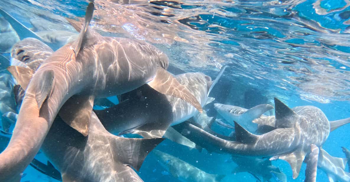 Maafushi: Nurse Sharks, Stingrays, Sand Bank and Dolphins