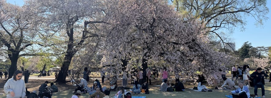 Tokyo: Shinjuku Gyoen Cherry Blossom Tour with Entry