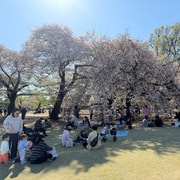 Tokyo: Shinjuku Gyoen Cherry Blossom Tour with Entry