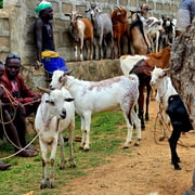 Addis Ababa'dan 4 Günlük Omo Vadisi Kabileleri Turu - Hizvo