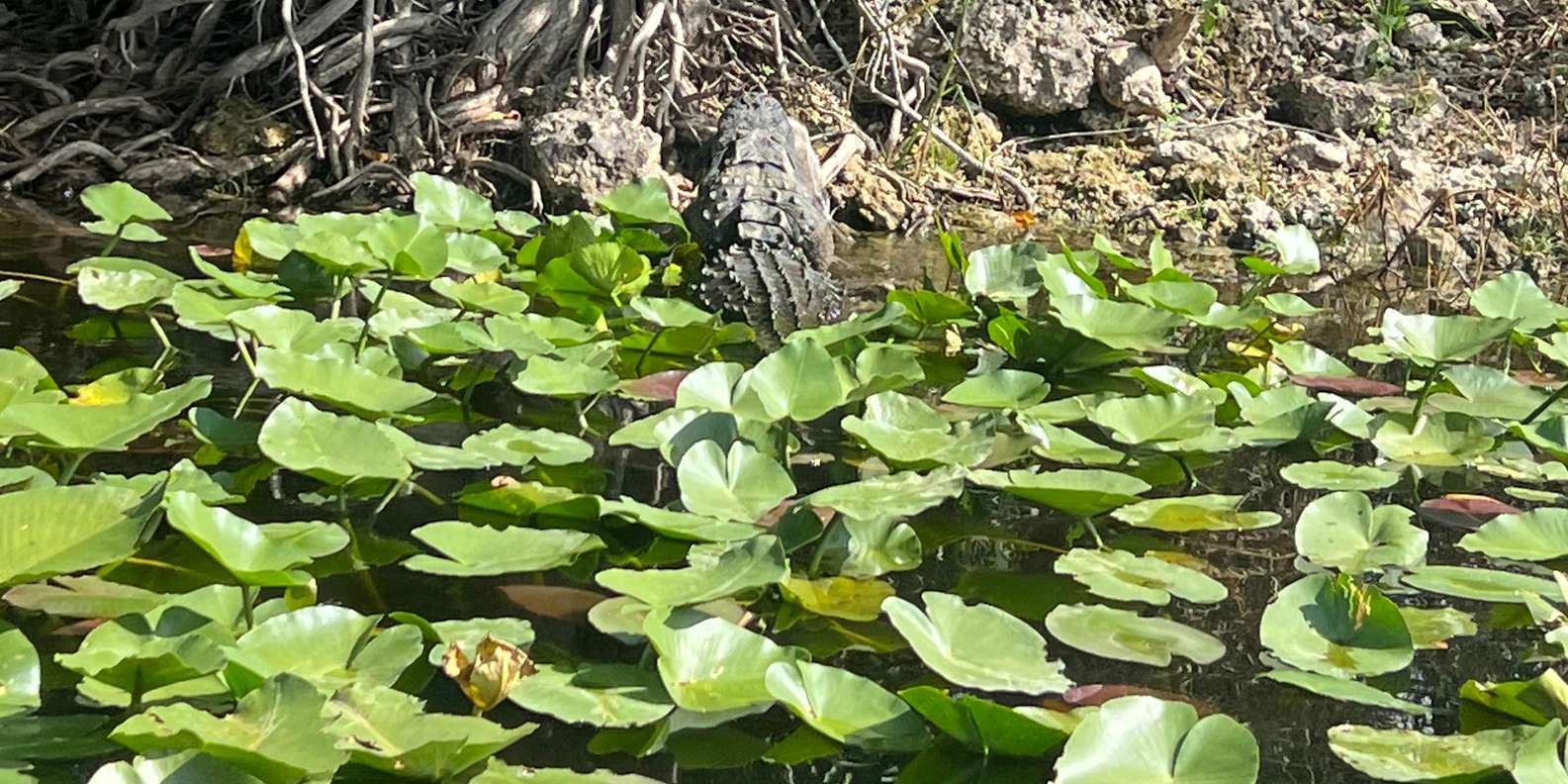 Guest photo from review