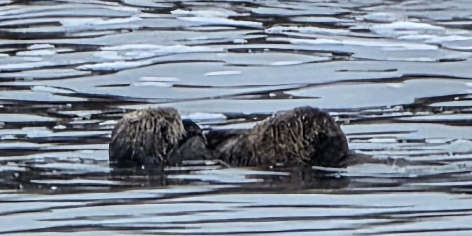 Guest photo from review