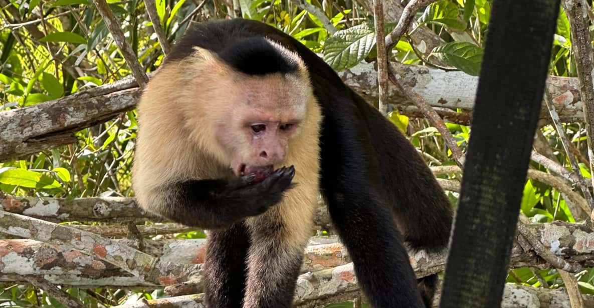 Colagem de mídia