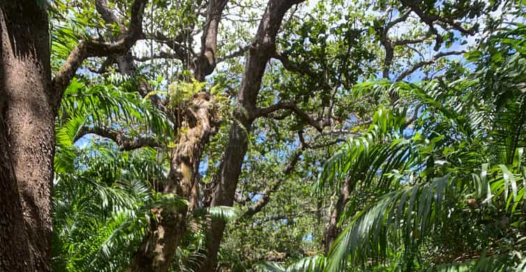 South Mauritius : Buggy Tour | GetYourGuide