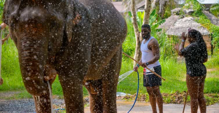 Phuket: Happy Hour Feed and Rain Shower with Elephant - 2026