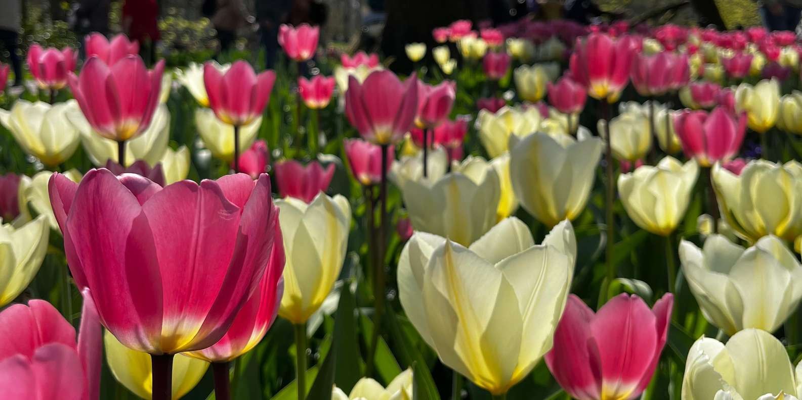 Guest photo from review